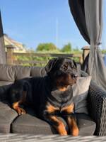 Rottweiler hund