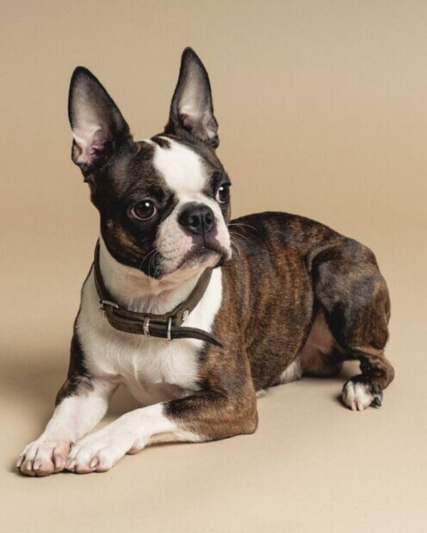 Hund - Bill the Boston Terrier