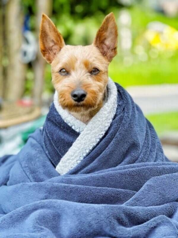 Hund - Yorkshire Terrier Hund - Yorkshire Terrier