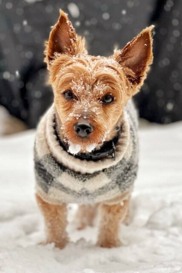 Hund - Yorkshire Terrier