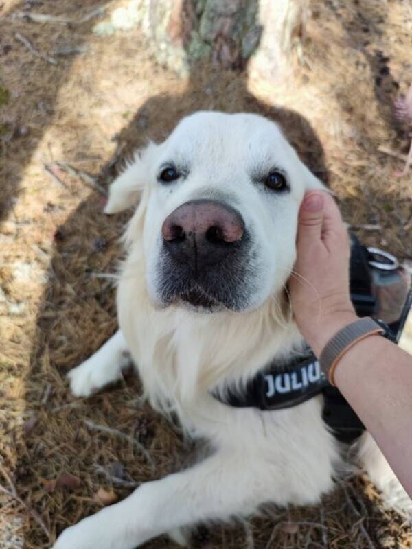 Hund - Golden Retriever, 4 r