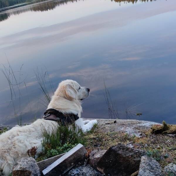 Hund - Golden Retriever, 4 r