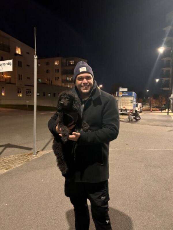 Hund - Pudel Hund - Pudel