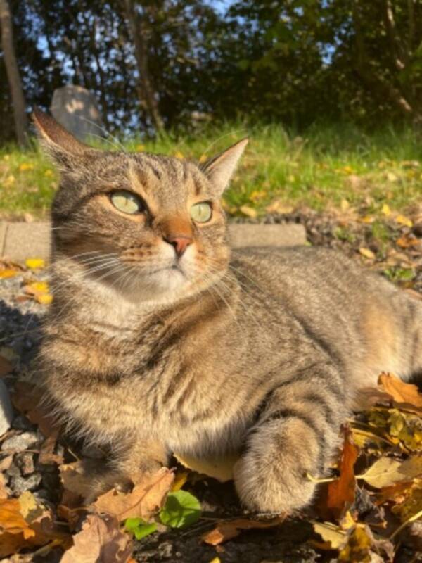 Katt - Katten Zlatan 