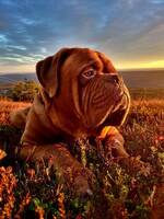 Sttlig dogue de bordeaux 