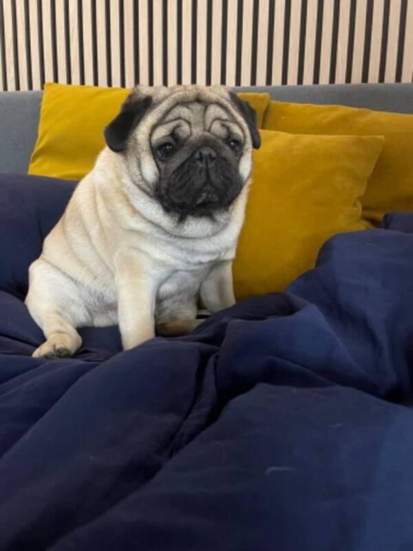 Hund - Mopsen Ludvuk Hund - Mopsen Ludvuk