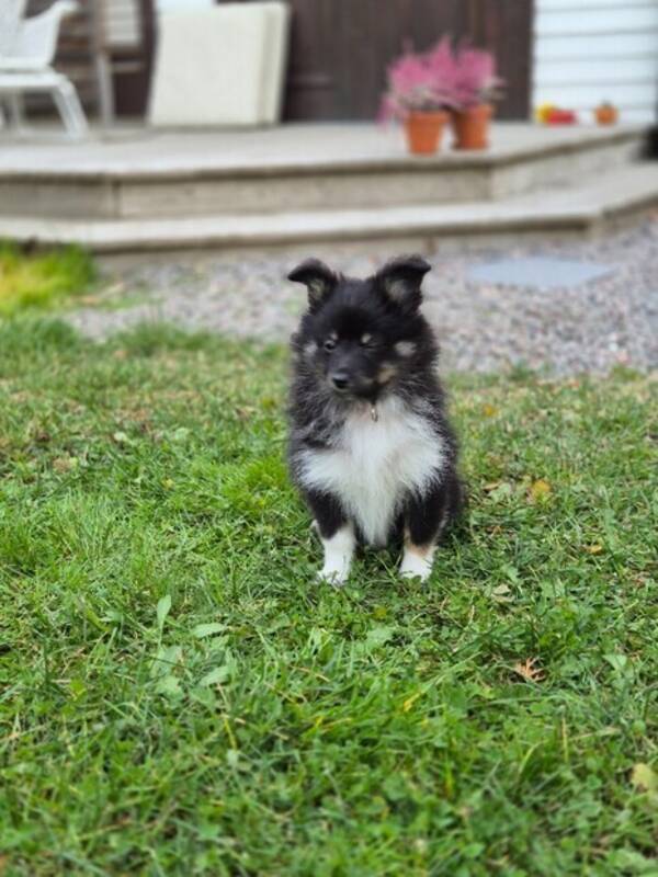 Hund - Blandrasvalpen Leia