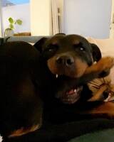 Rottweilern Ingrid 