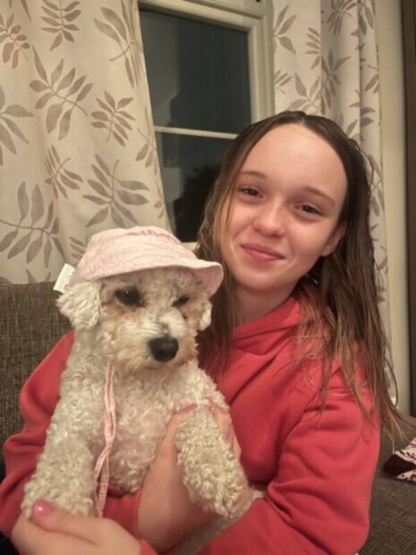 Hund - Bichon frisee Hund - Bichon frisee