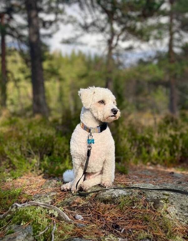 Hund - Bichon frisee