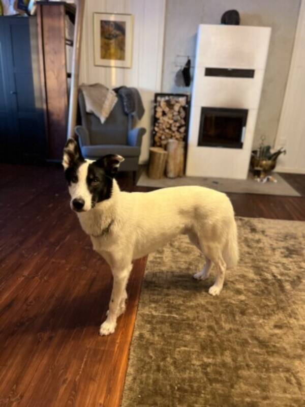 Hund - Husky Nilus Hund - Husky Nilus