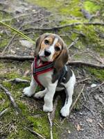 Beagle (navn: Meca) Beagle (navn: Meca)