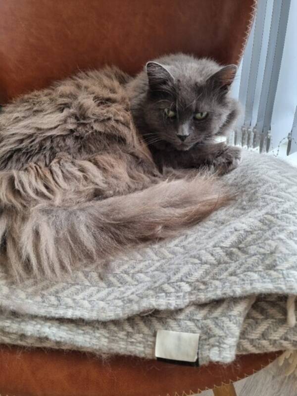 Katt - Russisk blå (navn: Silva) Katt - Russisk blå (navn: Silva)