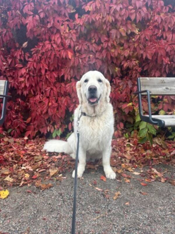 Hund - Golden retriver Sammie