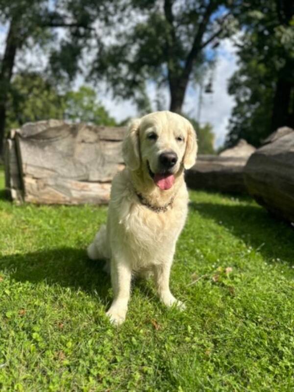 Hund - Golden retriver Sammie