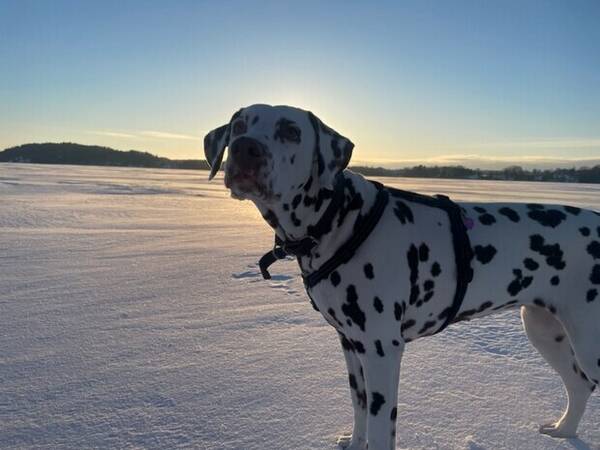 Hund - Dalmatiner Elsa