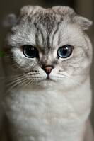 Scottish fold