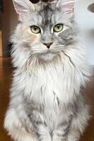 Maine Coon Greta