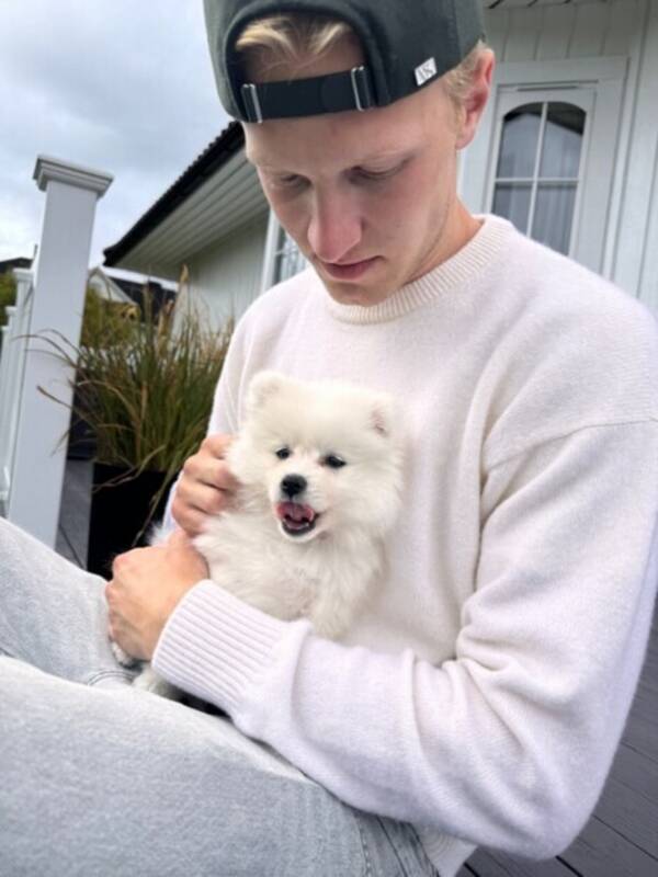 Hund - Japansk Spisshund Vita Hund - Japansk Spisshund Vita