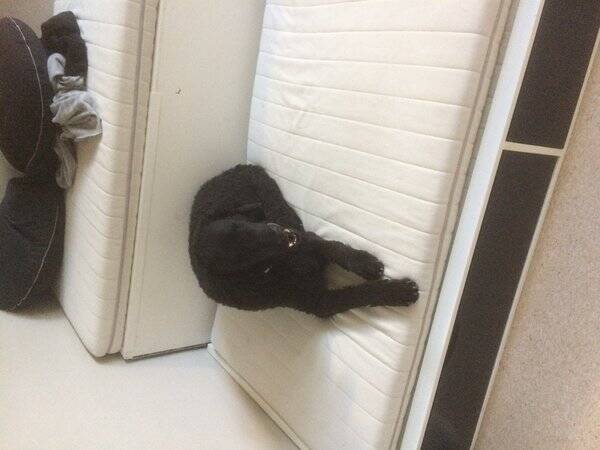 Hund