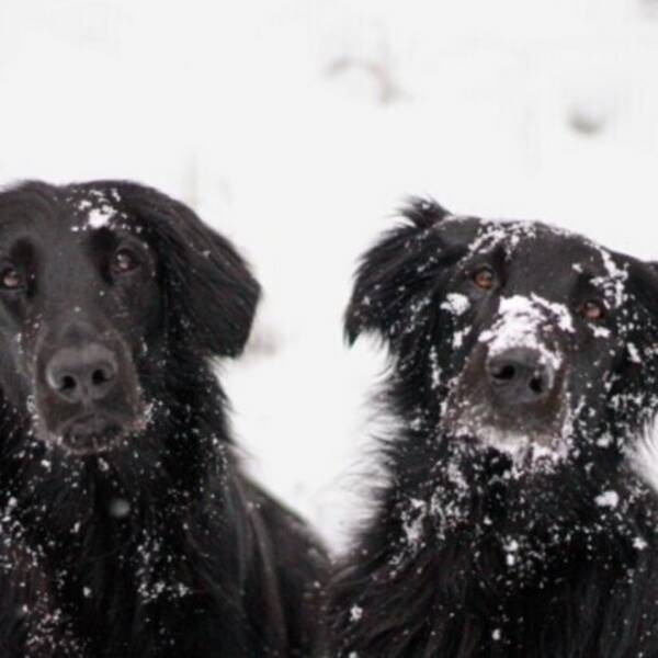 Hund - Flatcoated retriver, mamma och dotter