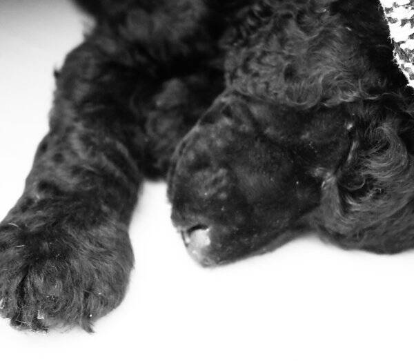 Hund