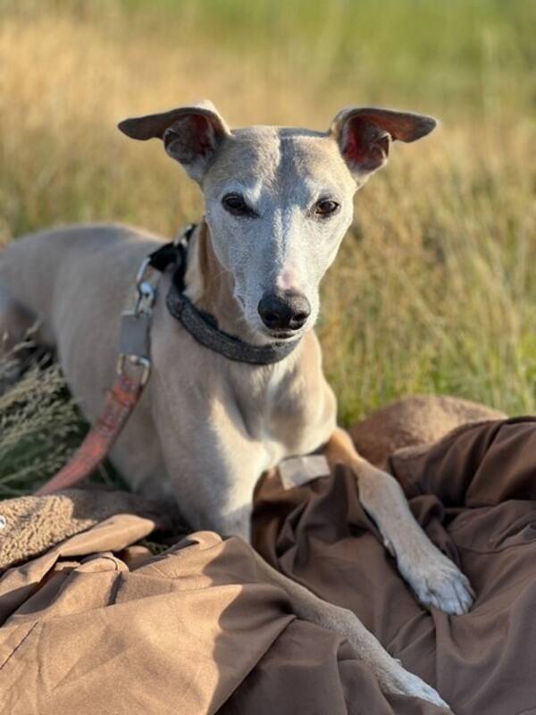 Hund - Whippet Casillas