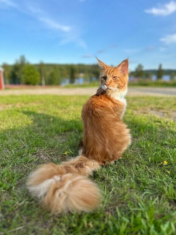 Katt - Maine coon Lome