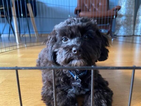 Hund - Verdens søteste hund- Maltshipoo Hund - Verdens søteste hund- Maltshipoo