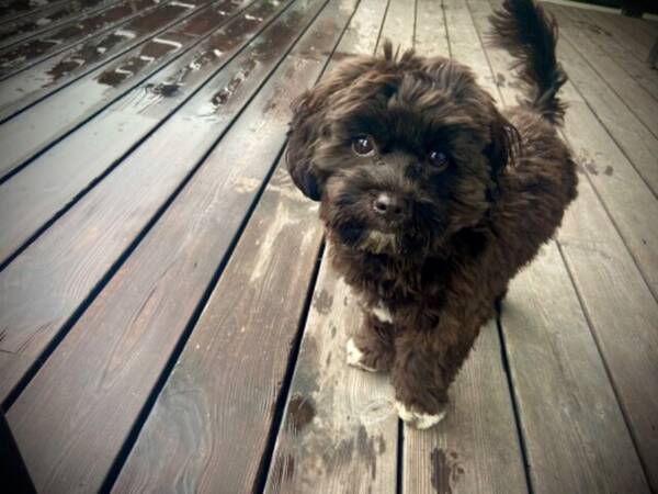 Hund - Verdens søteste hund- Maltshipoo Hund - Verdens søteste hund- Maltshipoo