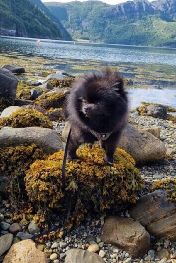 Hund - Chulo Hund - Chulo