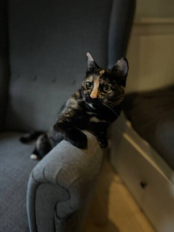 Katt - Katten Sot 