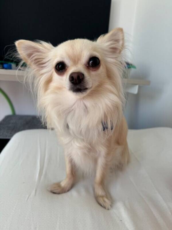 Hund - Chihuahua Hund - Chihuahua