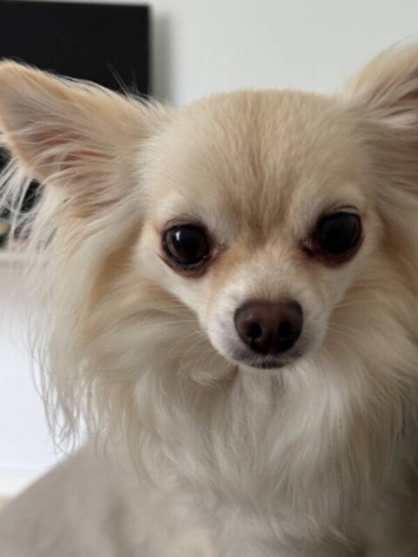 Hund - Chihuahua Hund - Chihuahua