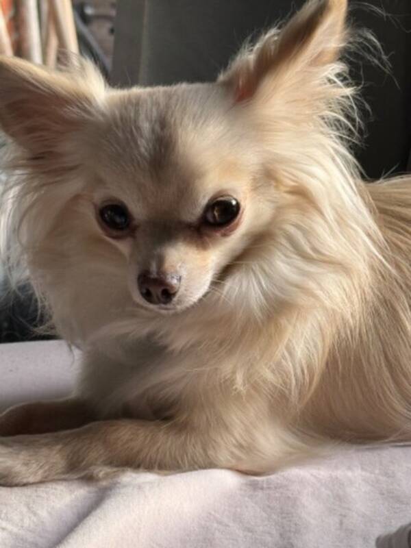 Hund - Chihuahua Hund - Chihuahua