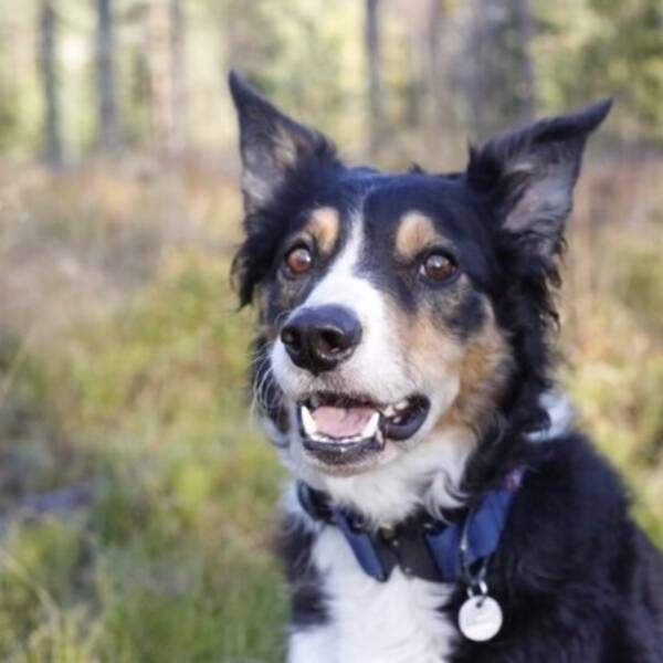 Hund - Fjor, Border Collie
