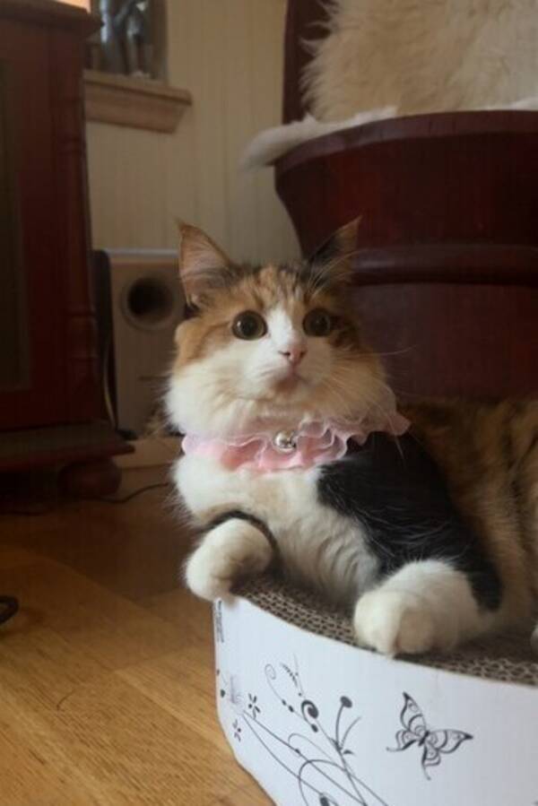 Katt - Clara Katt - Clara