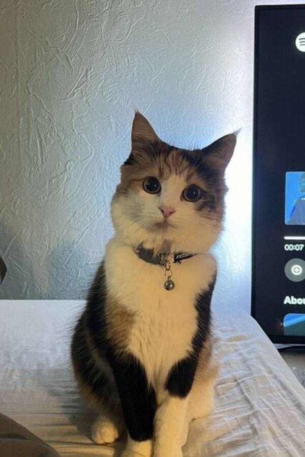 Katt - Clara Katt - Clara