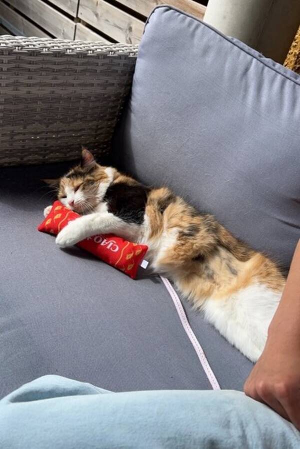 Katt - Clara Katt - Clara