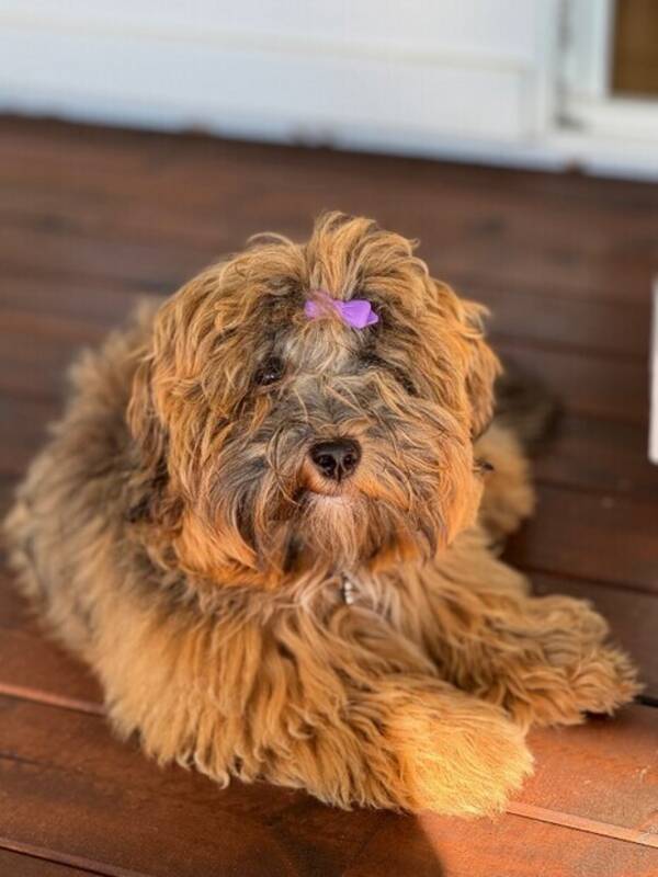 Hund - Bichon Havanais Millie Hund - Bichon Havanais Millie