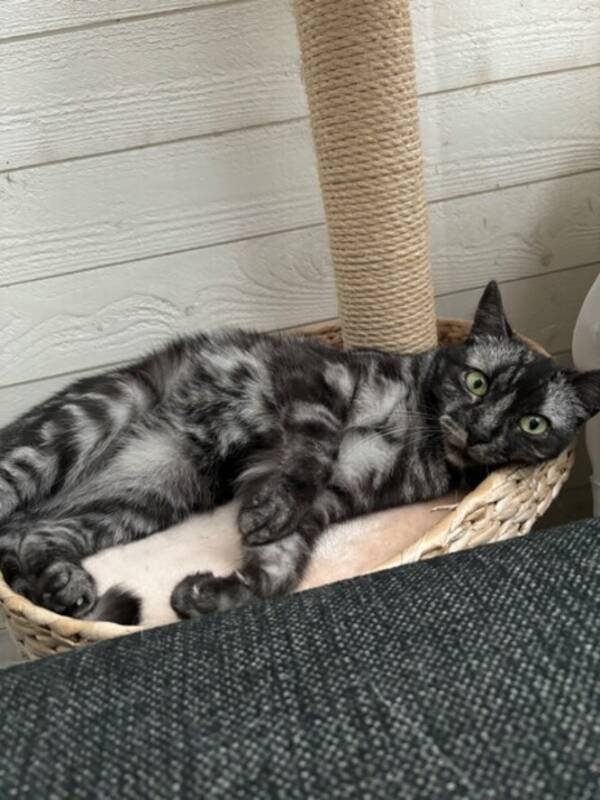 Katt - Katten Mini