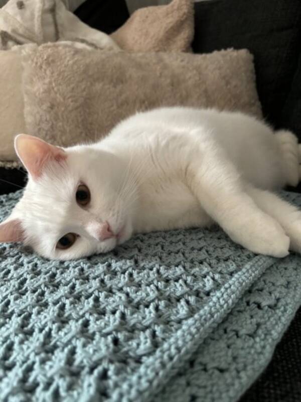 Katt - Katt Lars