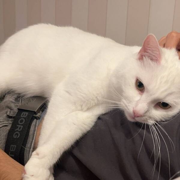Katt - Katt Lars