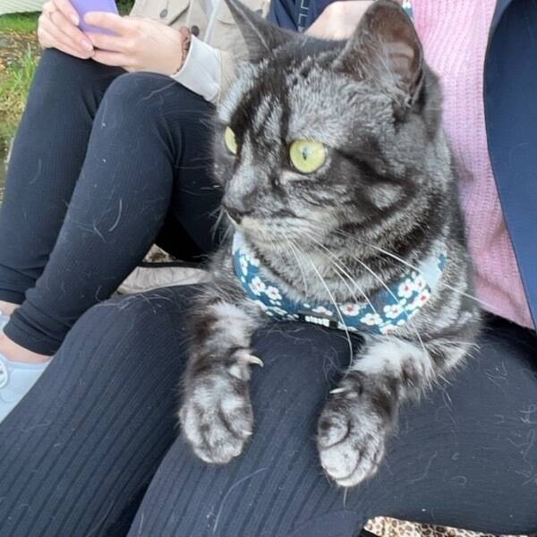 Katt - Katten Mini