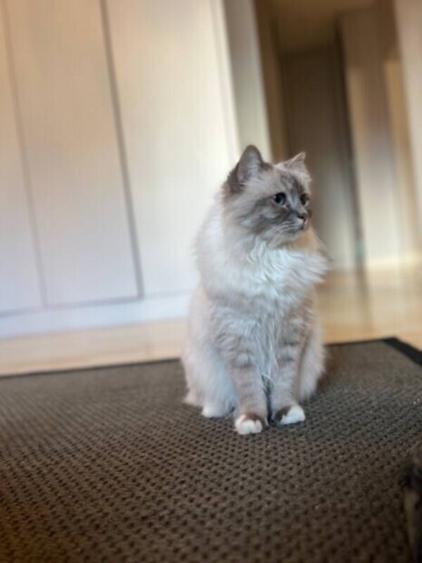 Katt - Kira  Katt - Kira