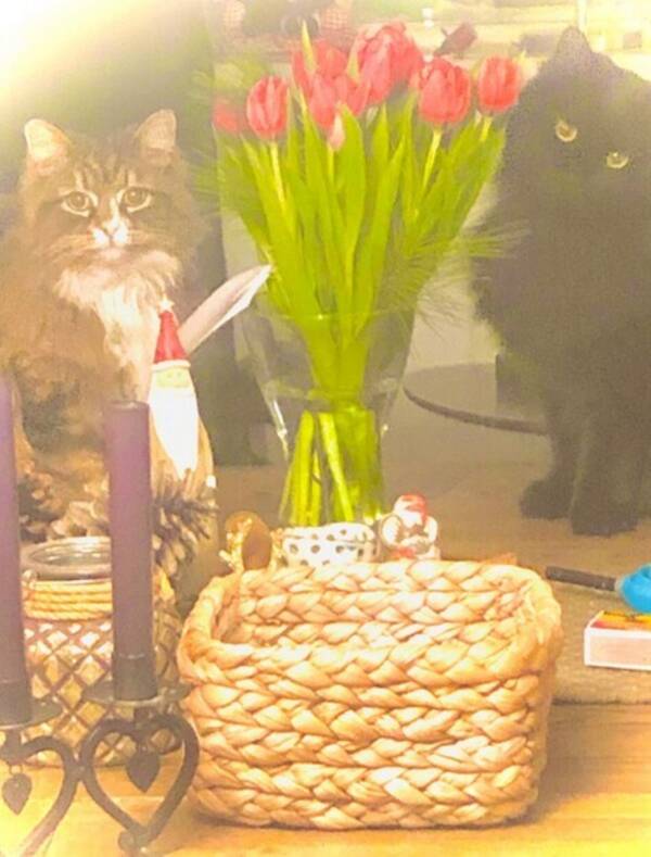 Katt - Blekky og Athene Katt - Blekky og Athene