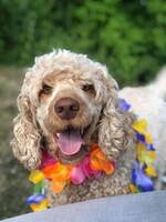 Australsk cobberdog Trulte Australsk cobberdog Trulte