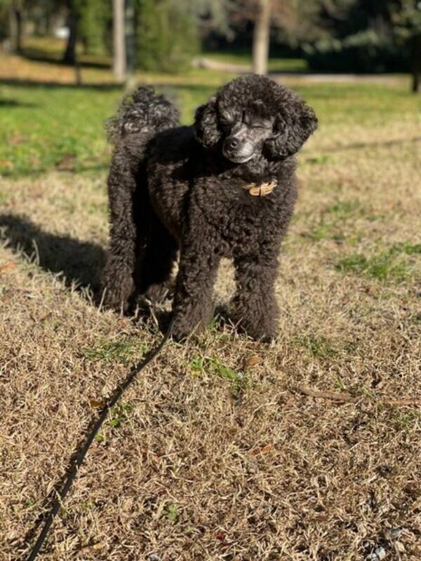 Hund - Toypudeln Yoppe