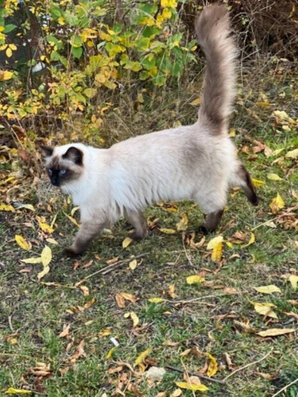 Katt - Ragdoll 