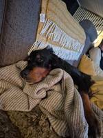 Gordon setter, lydig lugn dame.